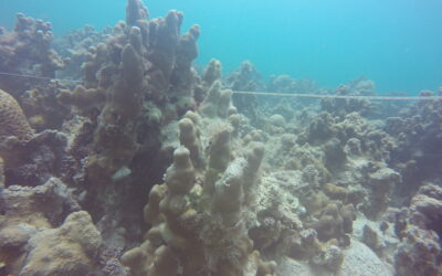 Project Bahrain Reef Budget